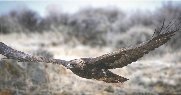 Eagle expert: Lead ammo contributing to decrease in resident golden eagles