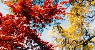 What to know about South Carolina’s fall leaves after Helene