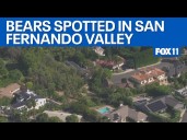 LIVE: Bears spotted in LA neighborhood