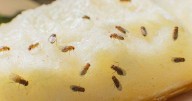 UK households 'inundated' with fruit flies taught simple trap that will clear home