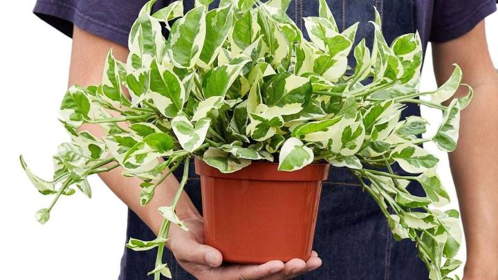 Tu planta te está hablando: lo que el Feng Shui revela sobre las hojas, raíces y energía vital