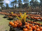 Here are the best pumpkin patches in Houston, Katy, and more