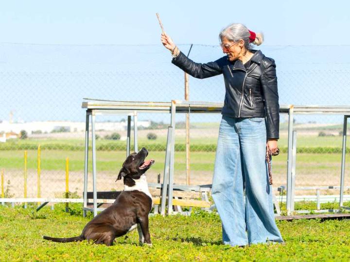 La gestión en bienestar animal de San Fernando en cifras: 23 mascotas logran una segunda oportunidad