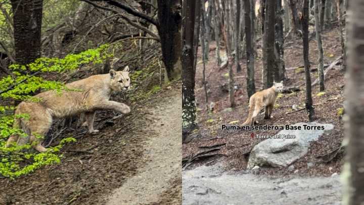 "Nos guió": Turistas viven momento único con un puma en Torres del Paine