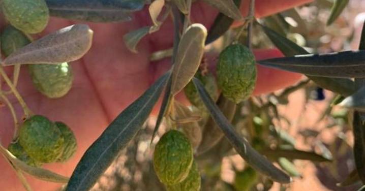 El olivar de Córdoba atraviesa una "situación crítica" por el retraso de las lluvias: aceitunas arrugadas y ennegrecidas
