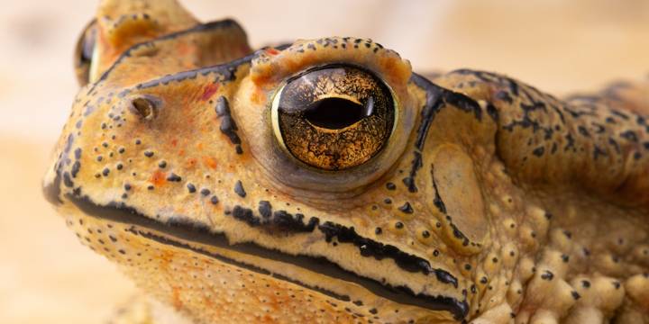 Los sapos tóxicos tienen su origen en Sudamérica y ahora invaden ecosistemas de todo el mundo