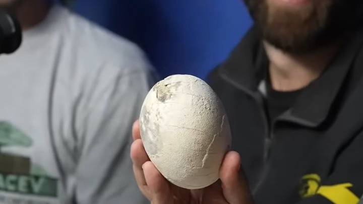 Científicos del Conicet hallaron un nido de huevos de un dinosaurio carnívoro y lo mostraron en vivo por streaming