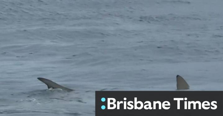 Shark feeding frenzy at Gold Coast beach