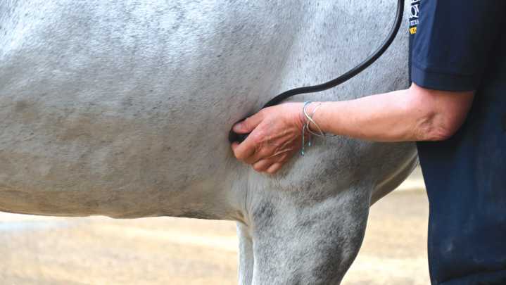 ‘Major reforms’ planned for small animal vets raise questions and concerns for equine sector