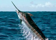 Puerto Vallarta se alista para la 69ª edición del Torneo Internacional de Pesca