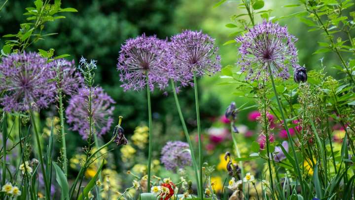 Por qué los jardineros aconsejan abrir pequeños huecos en la cerca del jardín en noviembre (y cómo hacerlo bien)