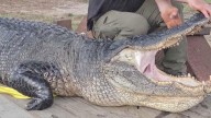 Record alligator harvest for Arkansas 2025 season