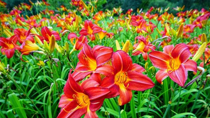 La planta de flores comestibles que florece solo 24 horas y soporta las heladas o el calor extremo