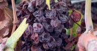 Wine grape grower forced to dump crop due to low sugar levels