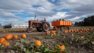Photos: Pueblo pumpkin patch season.