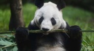 De «Osito Panda» a símbolo nacional: el legado vivo de Xin Xin en Chapultepec