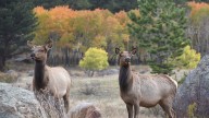 Fall is prime time to visit Rocky Mountain National Park