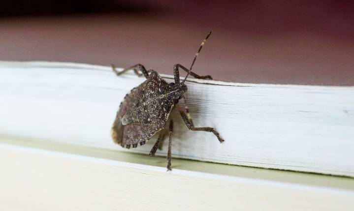 You're accidentally inviting stink bugs into your home — I asked an expert how to keep them out this fall