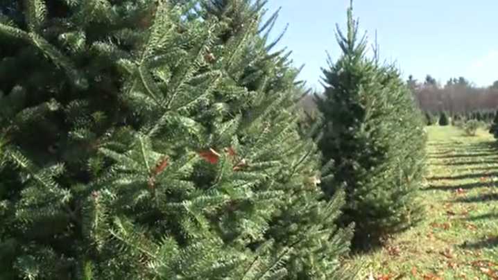 Pioneer Trails Tree Farm to cut Christmas trees for military members