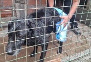 Rescataron a un perro atrapado en un canal: Está sano y busca a su familia