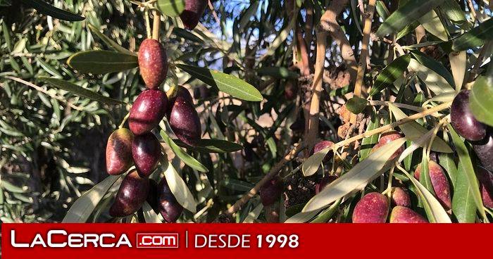ASAJA CLM pide a Delegación del Gobierno en Castilla-La Mancha que facilite la contratación de mano de obra extranjera para la campaña de aceituna
