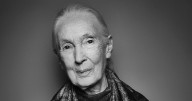 Jane Goodall, World-Renowned Primatologist, Has Died at 91