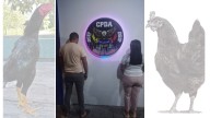 Gallina negra y gallo brasileño enjaulados en DSIP por presunto maltrato infantil