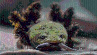 This Strange Dragon Is One Of The World’s Rarest Amphibians With Just 150 Individuals Known From One Lake