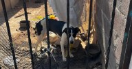 Vecinos denuncian maltrato a perros en la Morelos II