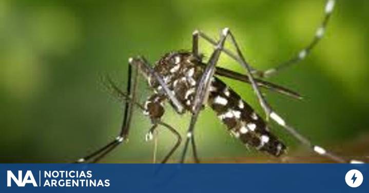 Inauguraron en Brasil una fábrica de mosquitos modificados para combatir el dengue