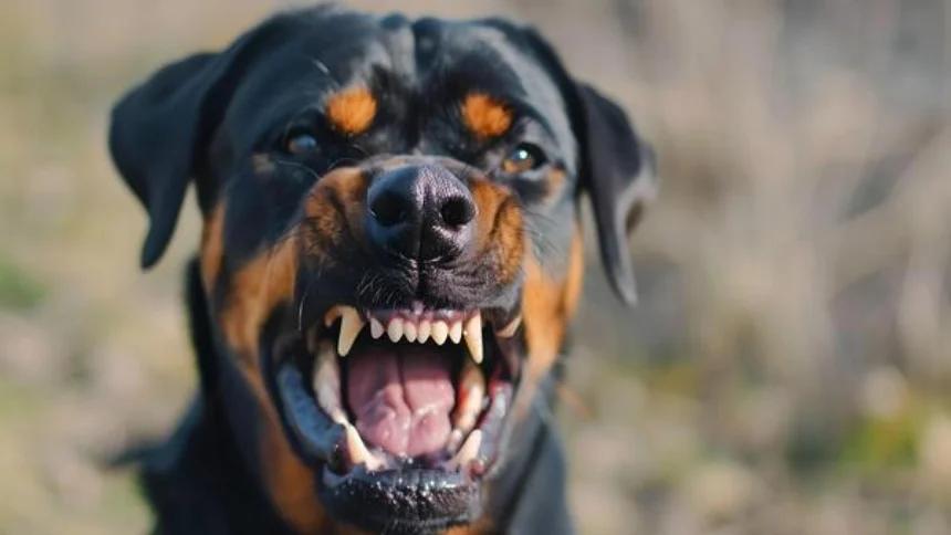 Niño de 2 años falleció tras ataque de dos perros en una «guardería ilegal» en EEUU
