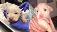 Two-Week-Old Puppy Found Injured On Georgia Roadside Cries Out Until Help Arrives