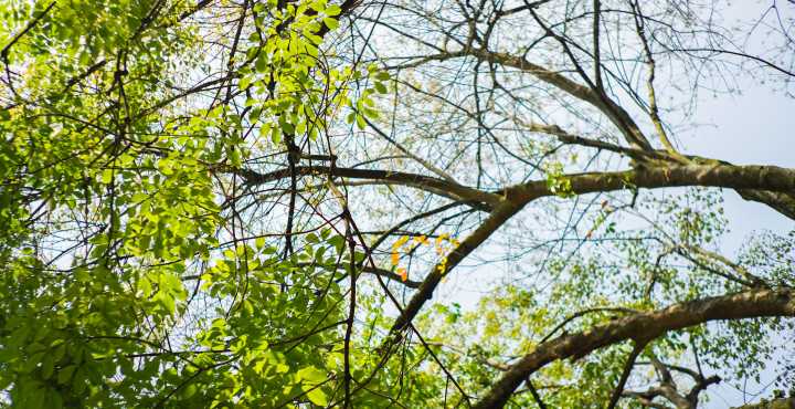 12-Year-Old Girl In “Miracle” Recovery After Head “Split Open” By Fallen Tree Branch