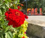 Town of Huntsville to share flowers with community