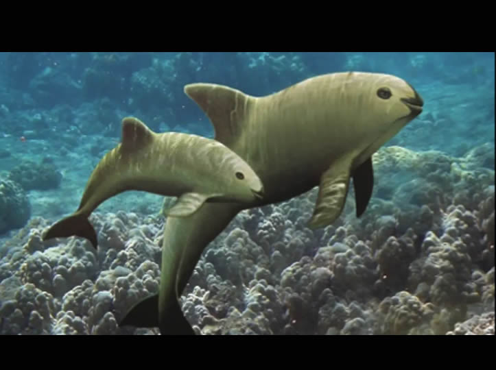 Vaquita marina necesita al menos dos décadas para llegar a 60 ejemplares