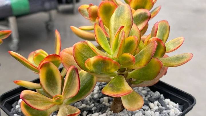 Por qué no hay que ponerle sal al sustrato del árbol de jade