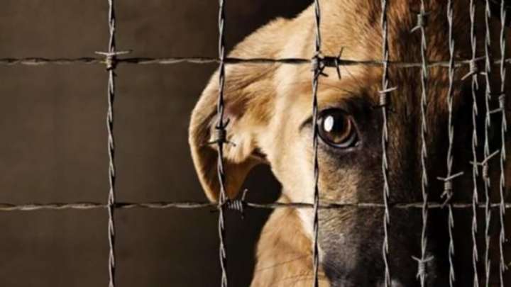 ¡Casi linchan vecinos a un mataperros! Confesó el sujeto realizar rituales satánicos con las pequeñas especies