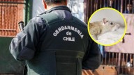 "Los guarenes toman sol como si fueran gatos": Denuncian presencia de roedores en cárcel de Punta Arenas