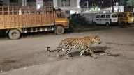 Deepfake Danger: AI-Generated Leopard Videos Disrupt Life In Nashik