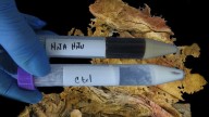 Vegetales e insectos: la posible dieta prehispánica hallada tras un análisis al microbioma de hombre de Zimapán