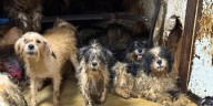 Christian County man faces charges related to rescue of more than 200 animals at his home
