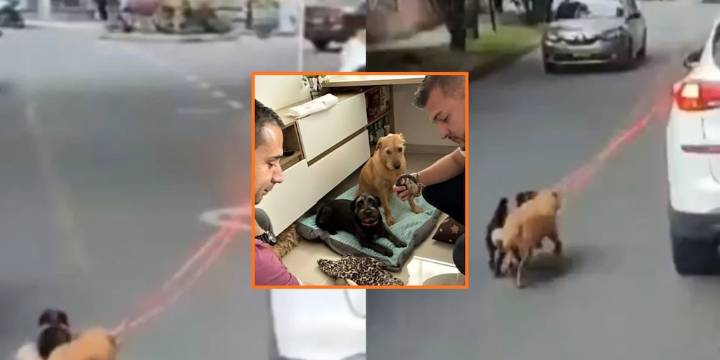 Indignación en Itagüi por un posible caso de maltrato animal: la Alcaldía tomó cartas en el asunto