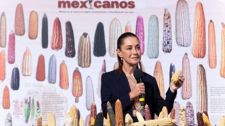 Protegen la diversidad del maíz nativo con la prohibición a transgénicos