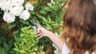 Just Remember The Three D Rule To Properly Prune Your Plants