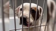 California Shelter Dog’s Gentle Eyes Hide A Past That No One Was Prepared For