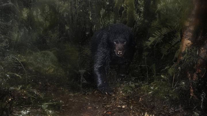El fotógrafo y biólogo colombiano Santiago J. Monroy gana prestigioso premio internacional