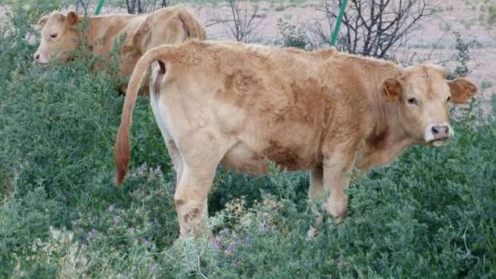 Sacrifican en Girona a 123 terneros al confirmarse el primer caso de dermatosis nodular en España