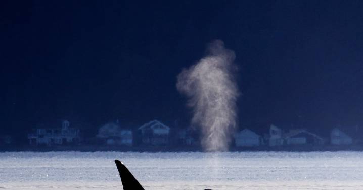 How an economist proposes to save killer whales from noise pollution