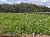 Quema de transformador dejó casi en la quiebra a productores de una zona agrícola de José María Morelos