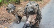 Two Neglected Dogs Finally Find Love After Being Rescued from Life of Suffering